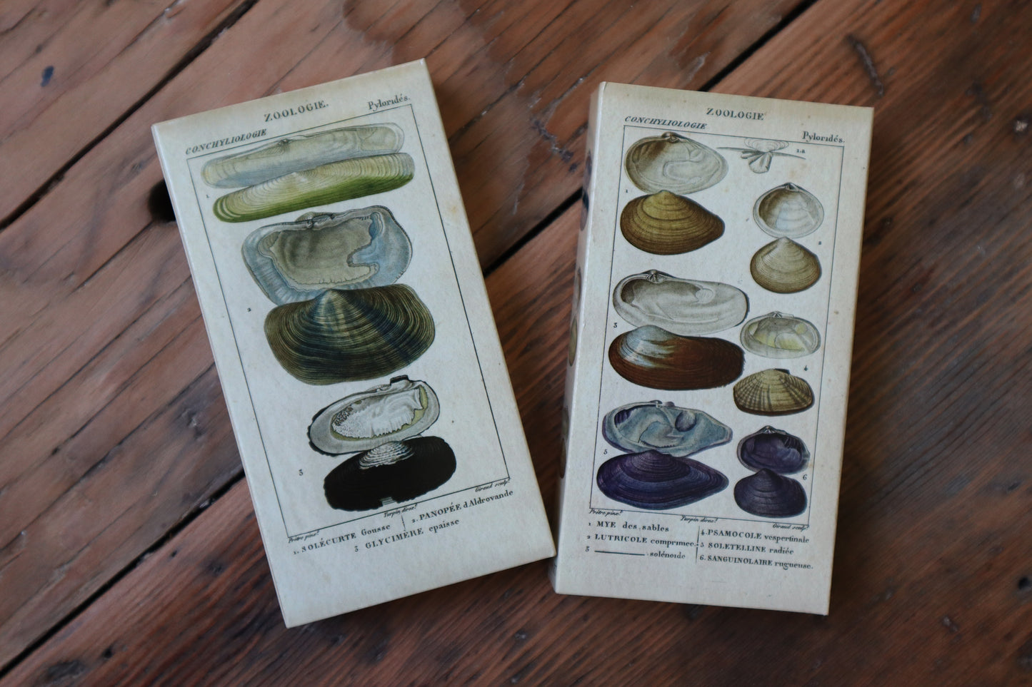 Shell Match Box