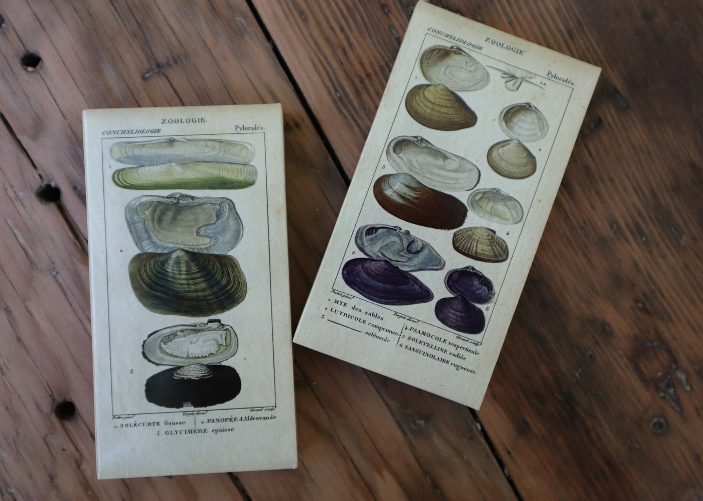 Shell Match Box